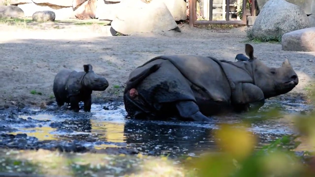 Das erste Bad eines Nashornbabys #natur #rhino #nashorn #animals #tiere #wildlife #tierbabys #nature