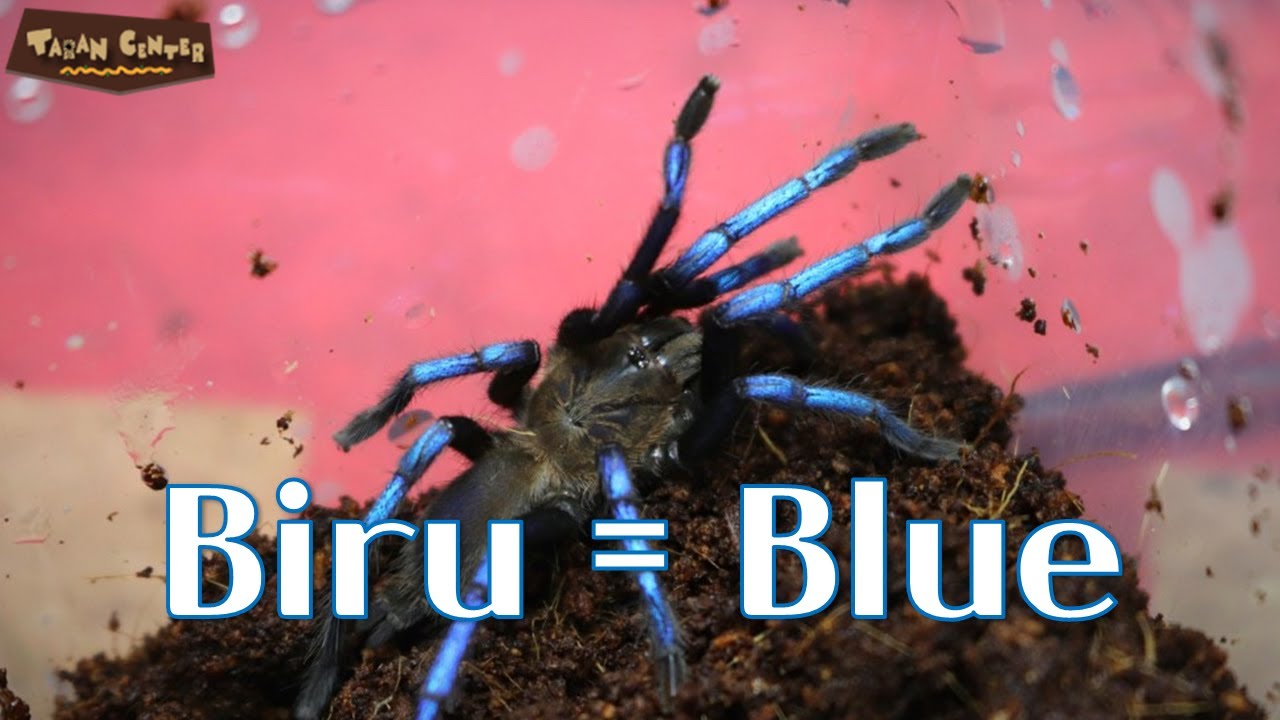 발색이 장점이자 단점 / Birupes simoroxigorum
