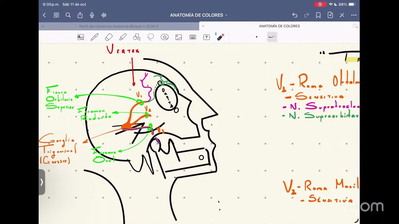 TRIGEMINO + NEURALGIA DEL TRIGEMINO