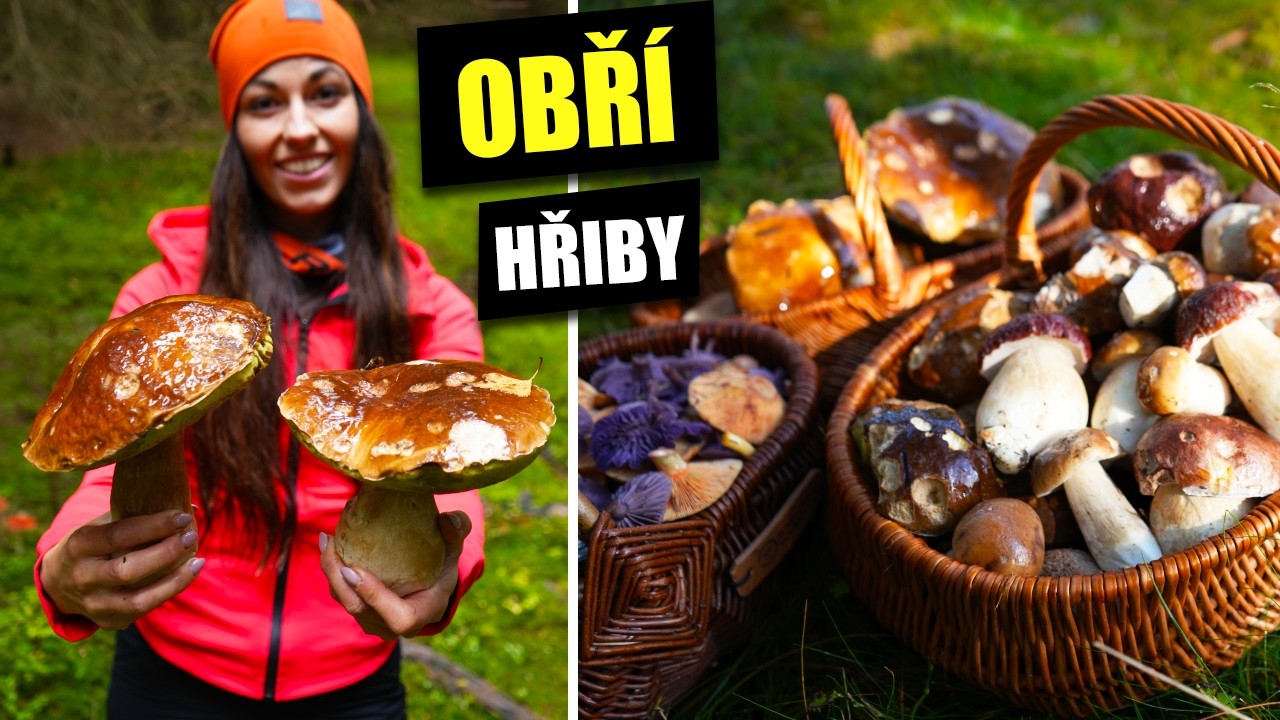 Houbařské žně na Šumavě! Velké hřiby - 3 plné koše hub