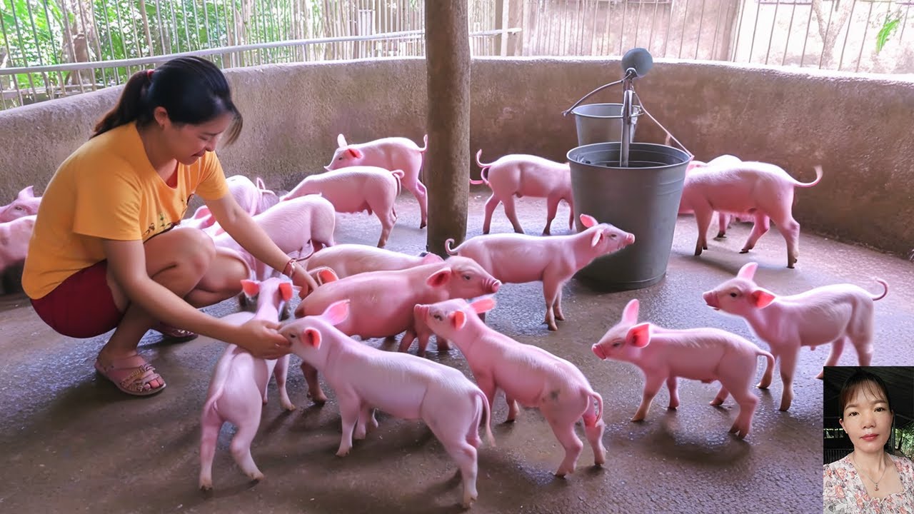 Explore Country Life: Raising Pigs. Using Pig Waste to Produce Biogas for Cooking. Episode 27