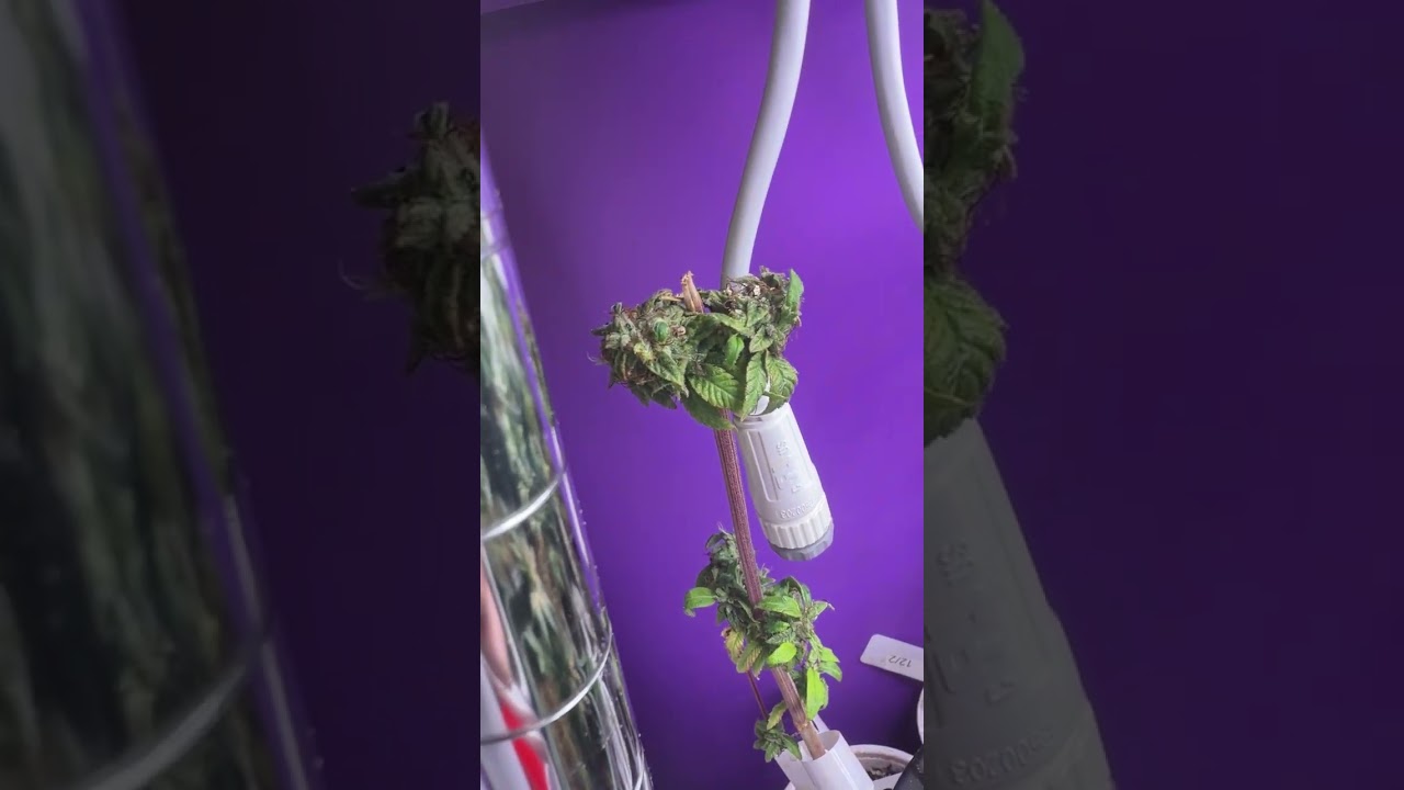 Update) where I&rsquo;m at with Grape Stomper / Grape Stomper OG / Bright Moments background
