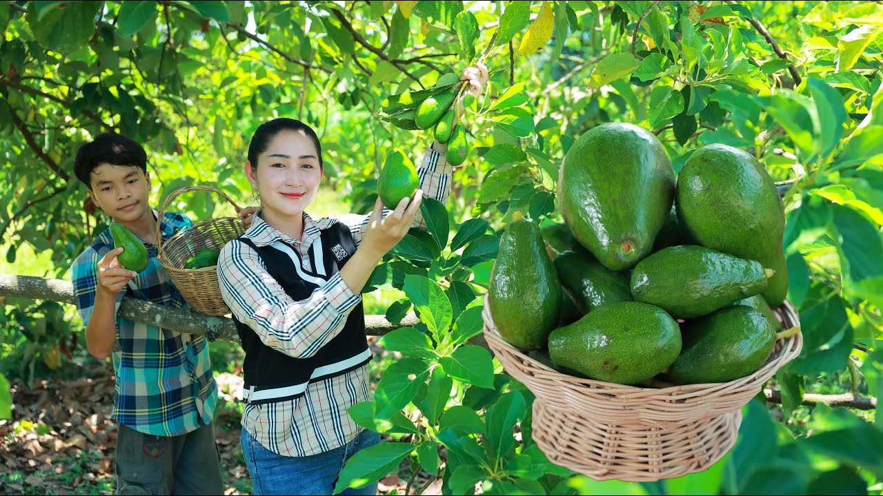 Avocado season is coming! | Avocado fruit recipe | Pick Avocado to cook with shrimp