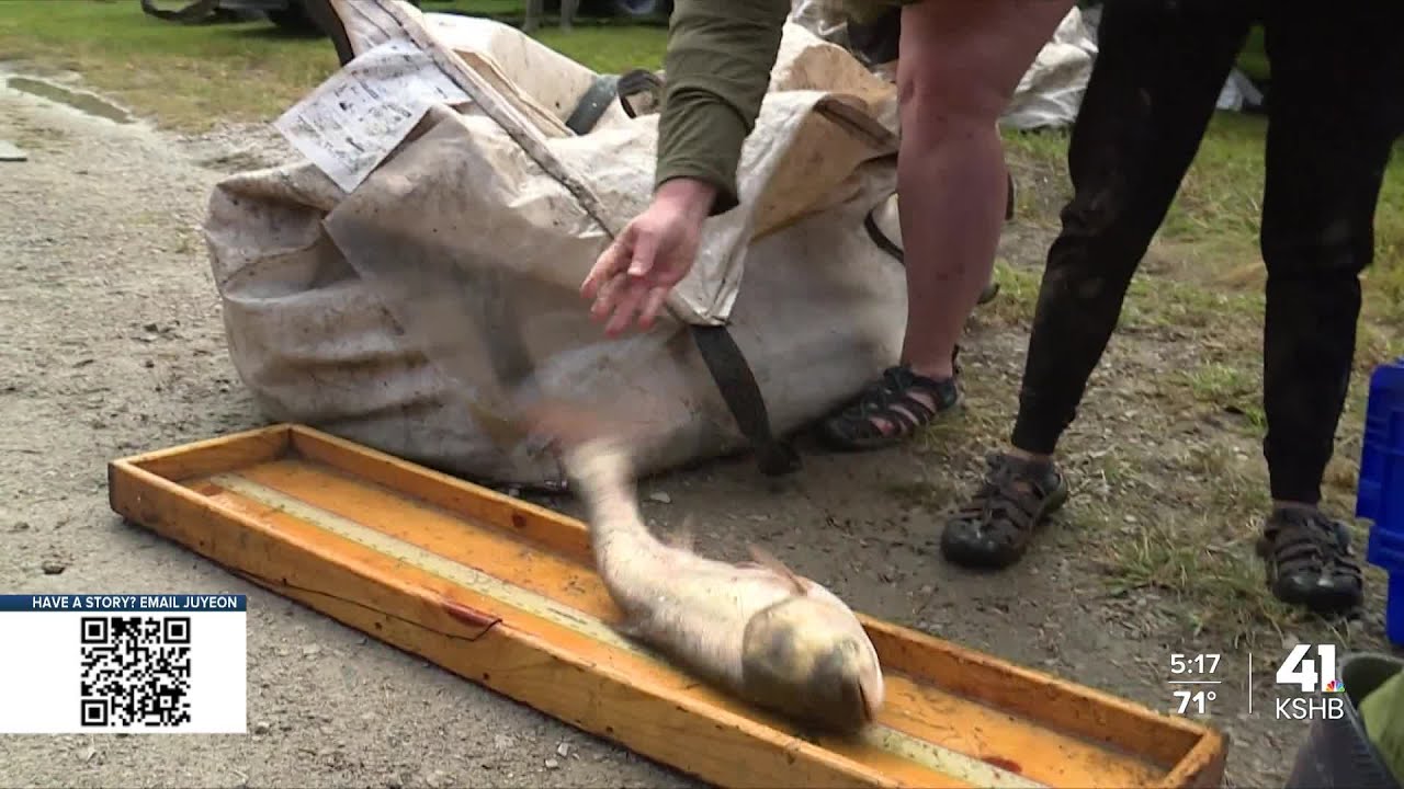 Missouri Department of Conservation to remove 40,000 pounds of invasive carp from Platte River
