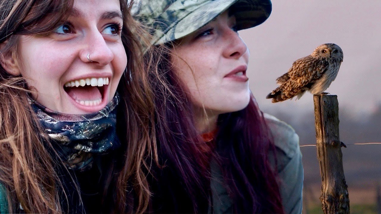 Cet incroyable rapace - Le Hibou des Marais (avec Enjoy Naturewithme)