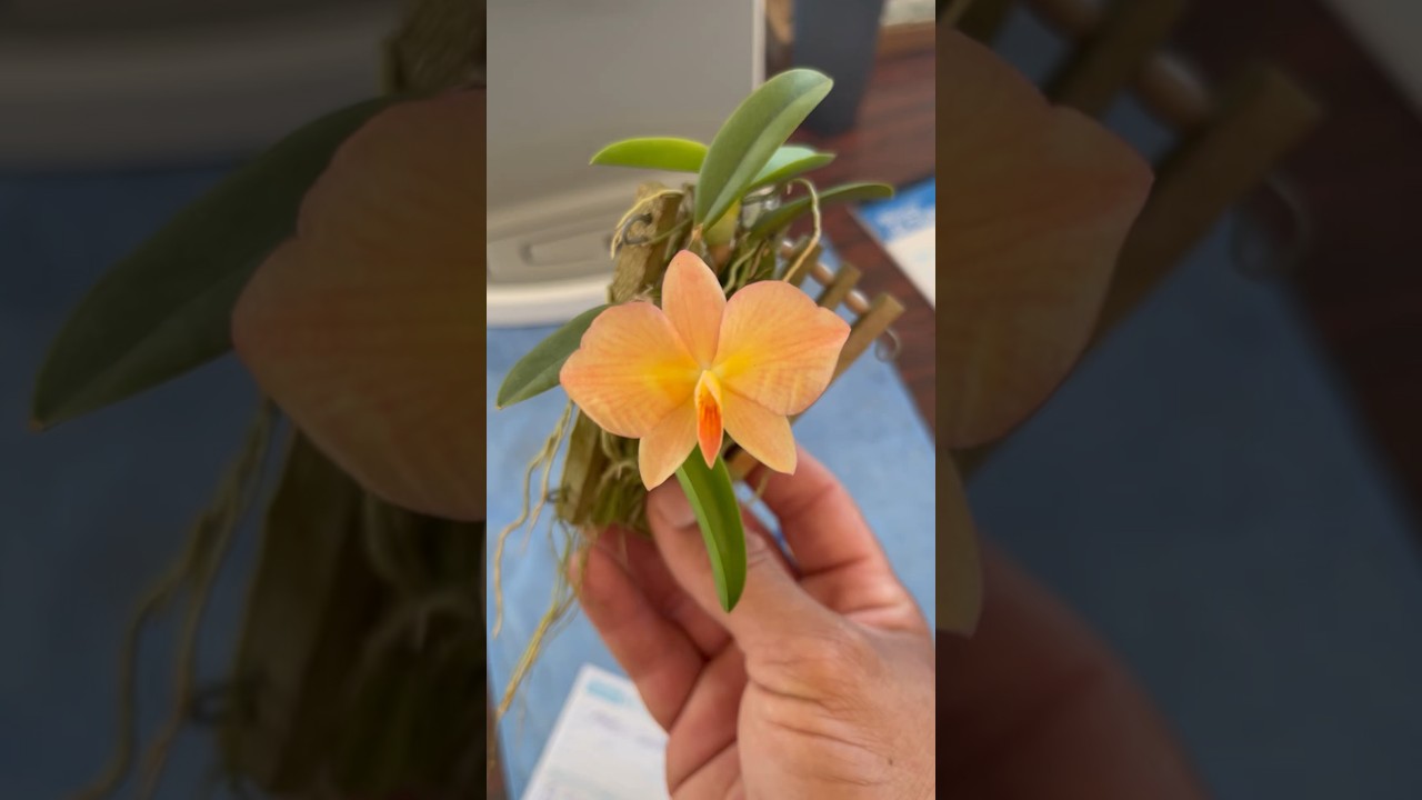 Uma bela varia&ccedil;&atilde;o de orqu&iacute;dea Sophronitis! #flores #orquideas #plantas #flowers #orchids