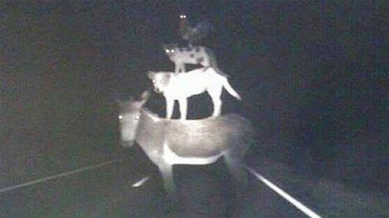 👻巨恐怖👻→四人成行