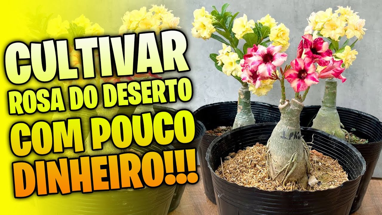 ✅Como cultivar Rosa do Deserto COM POUCO DINHEIRO