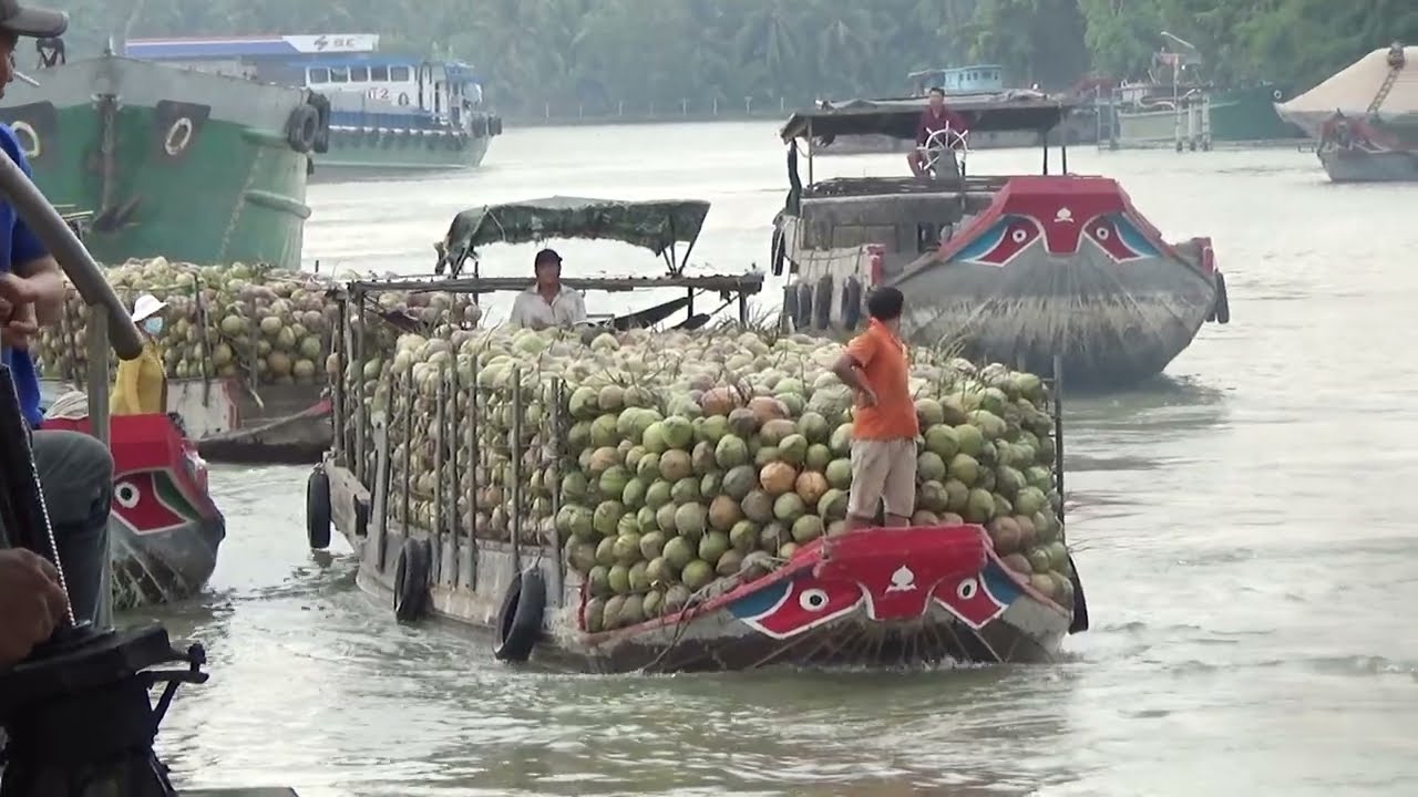 Chở cát cuối năm không ngờ sà lan gặp cảnh đông ghe dừa như thế nầy