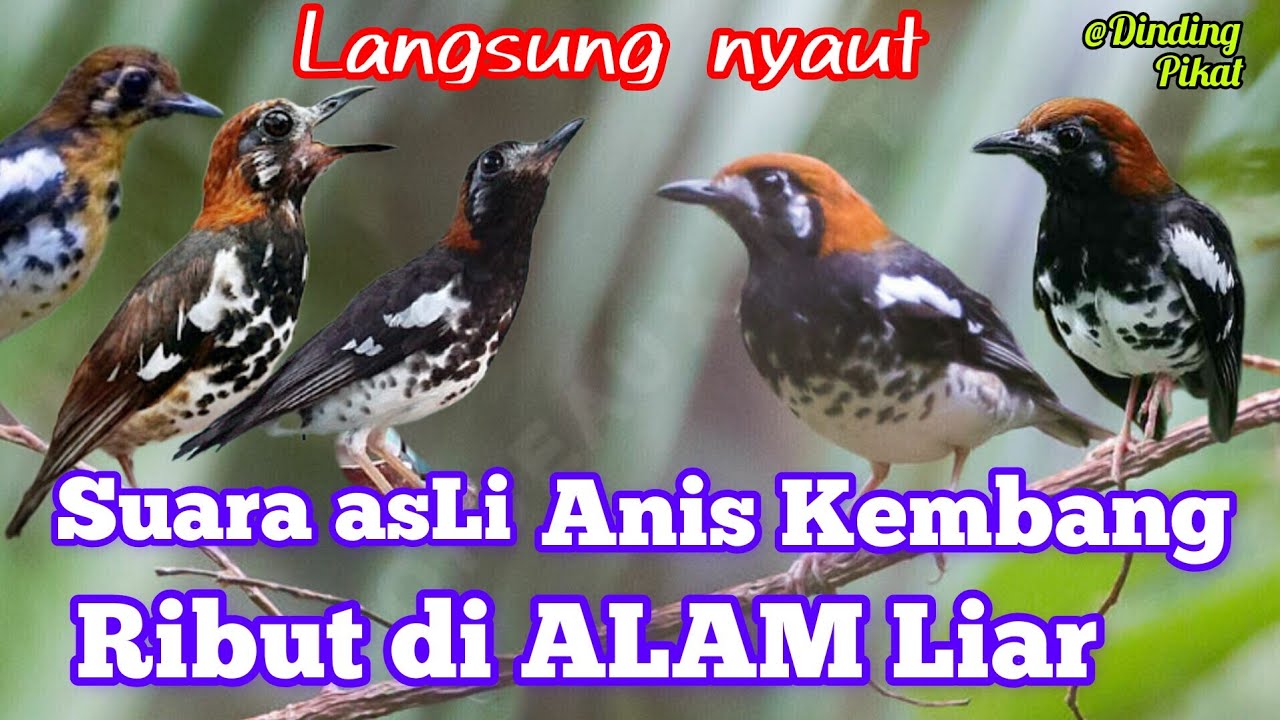 SUARA PIKAT DAN MASTERAN ANIS KEMBANG DI ALAM LIAR||sangat jitu kombinasi jantan dan betina