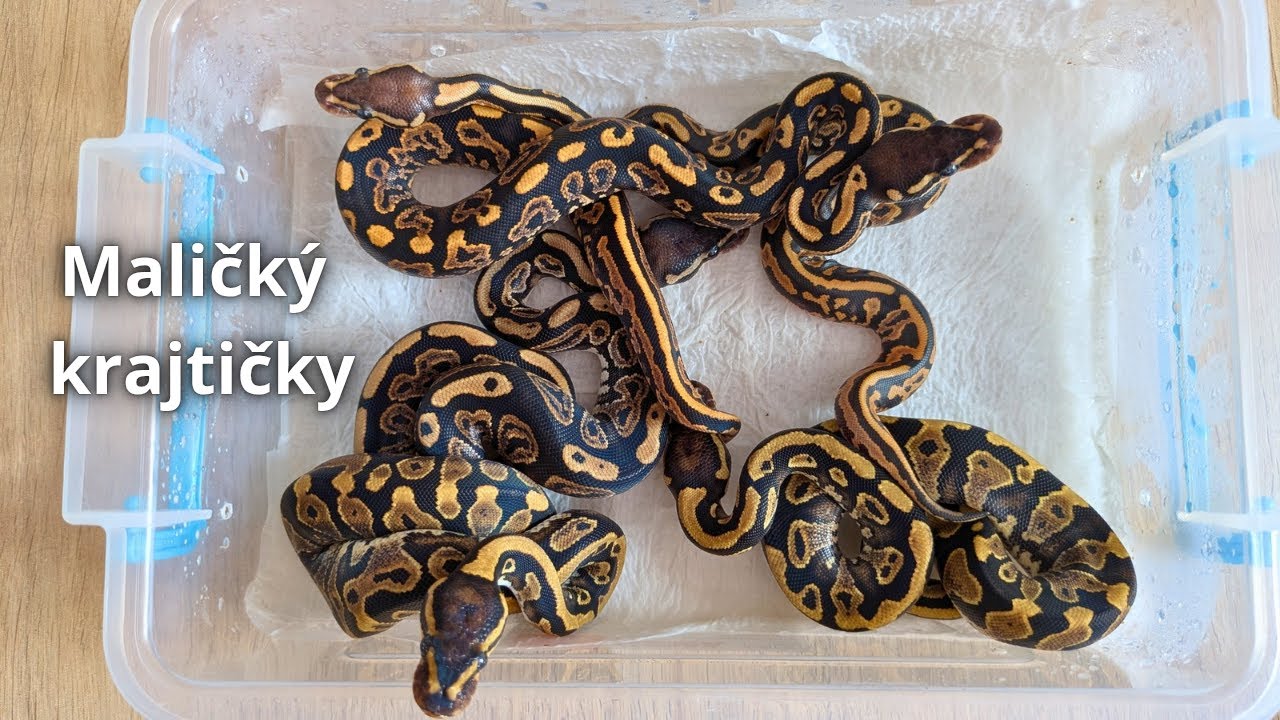 PRVNÍ ODCHOV KRAJT KRÁLOVSKÝCH!!! 