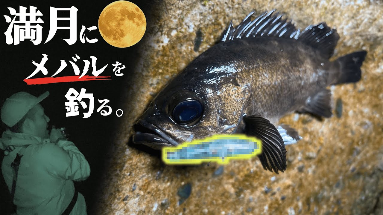 尺が釣れるというエリアに秋発売予定のグールを使ったら・・・