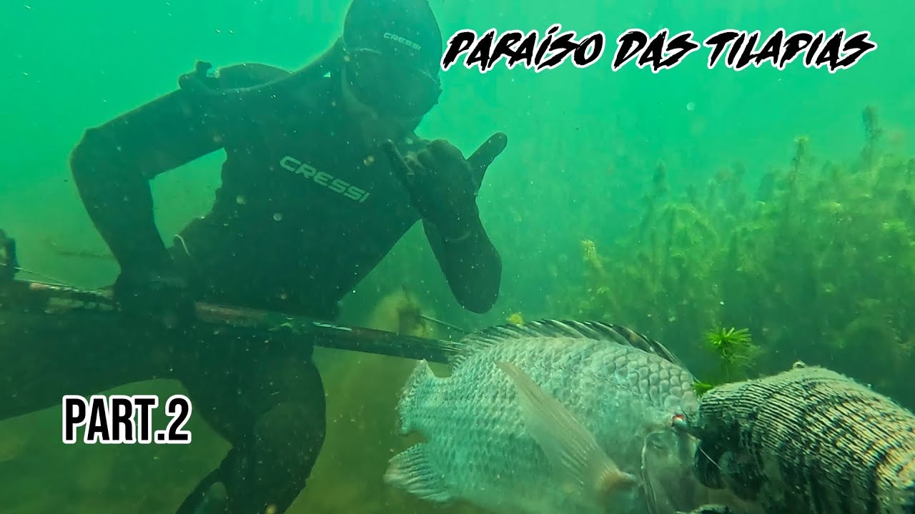 Paraíso das tilapias, part.2 🤿🔱 #pescasub #pesca 