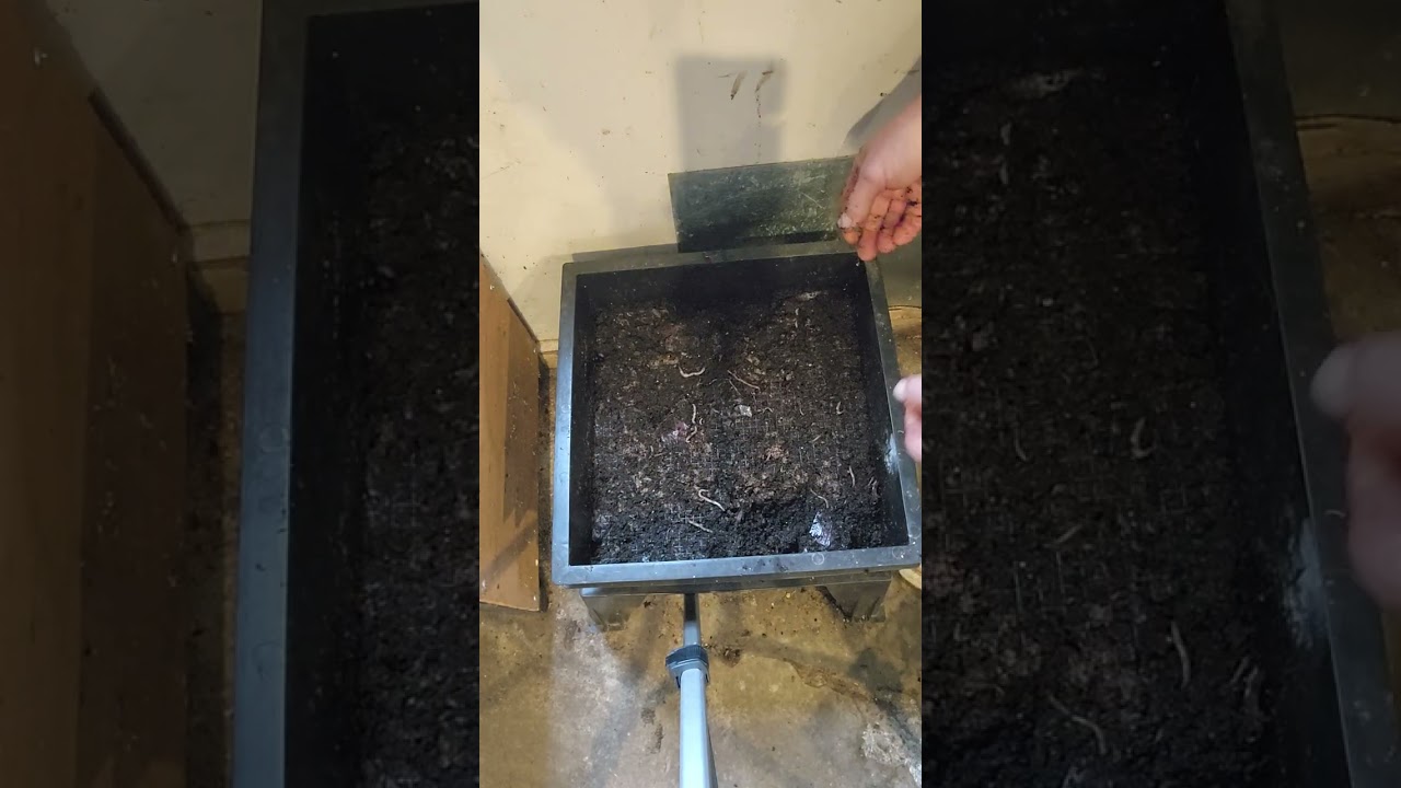 Stacking Worm Bin 2 Tray Rotation After 20 Days