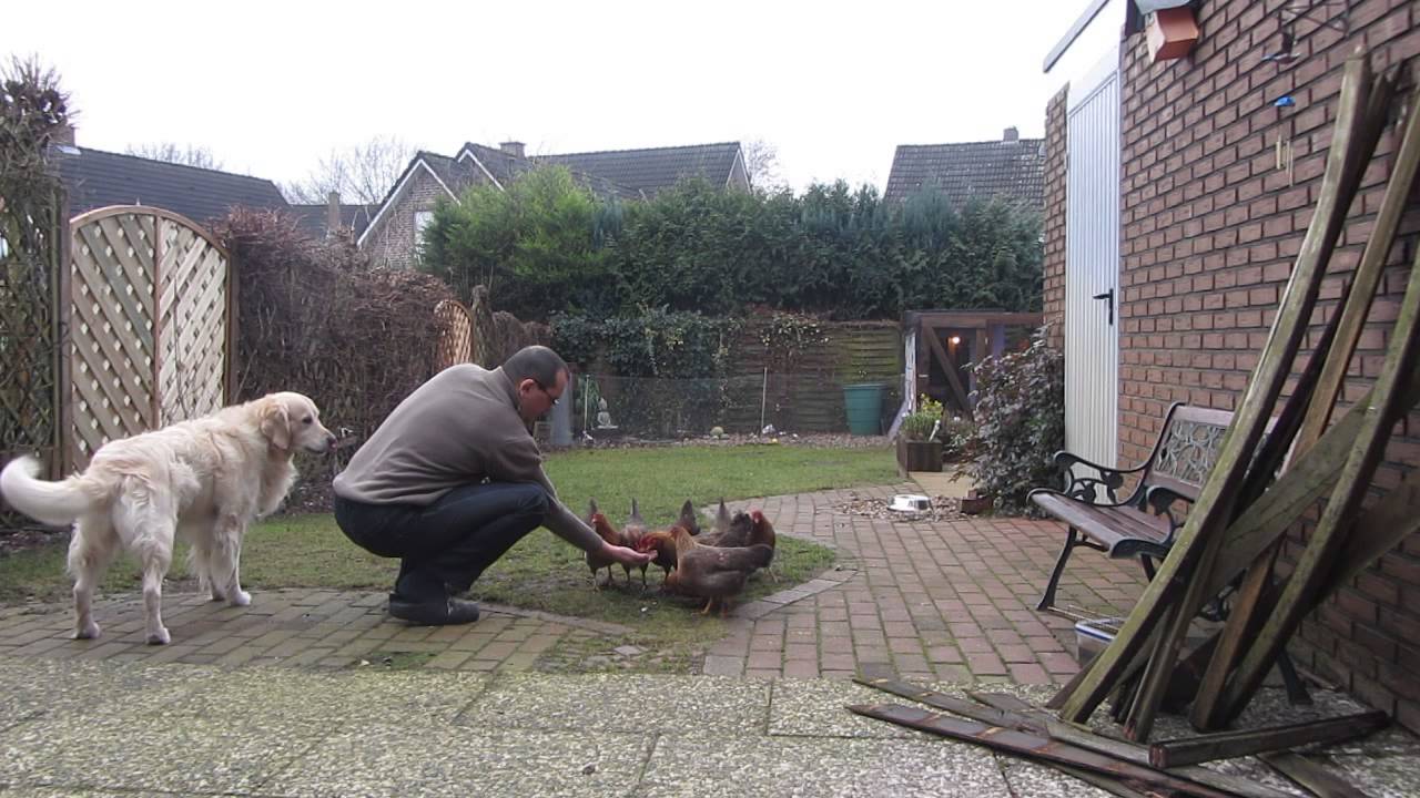 Das Bielefelder Kennhuhn mit Hund