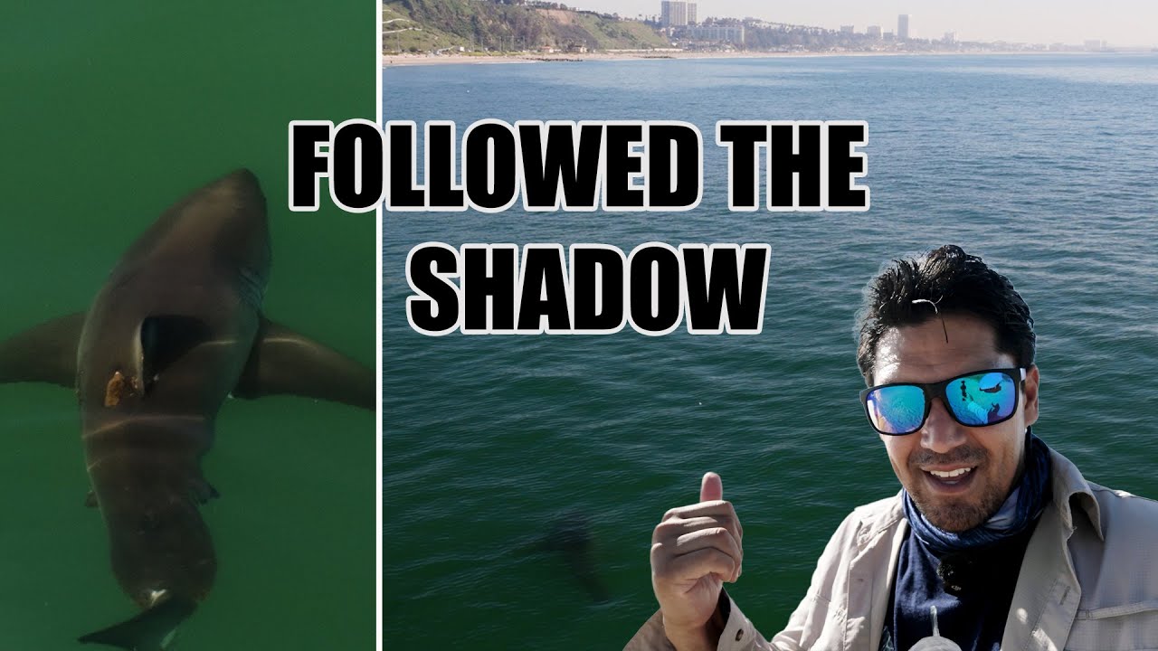 How I Found a Great White Shark off Los Angeles