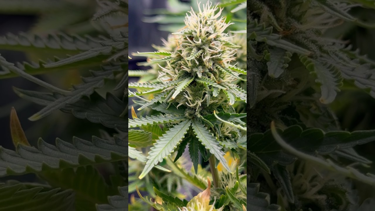 🌸 #cannabislove #weedcommunity #weedlovers #cannabisflower #pinkruntz