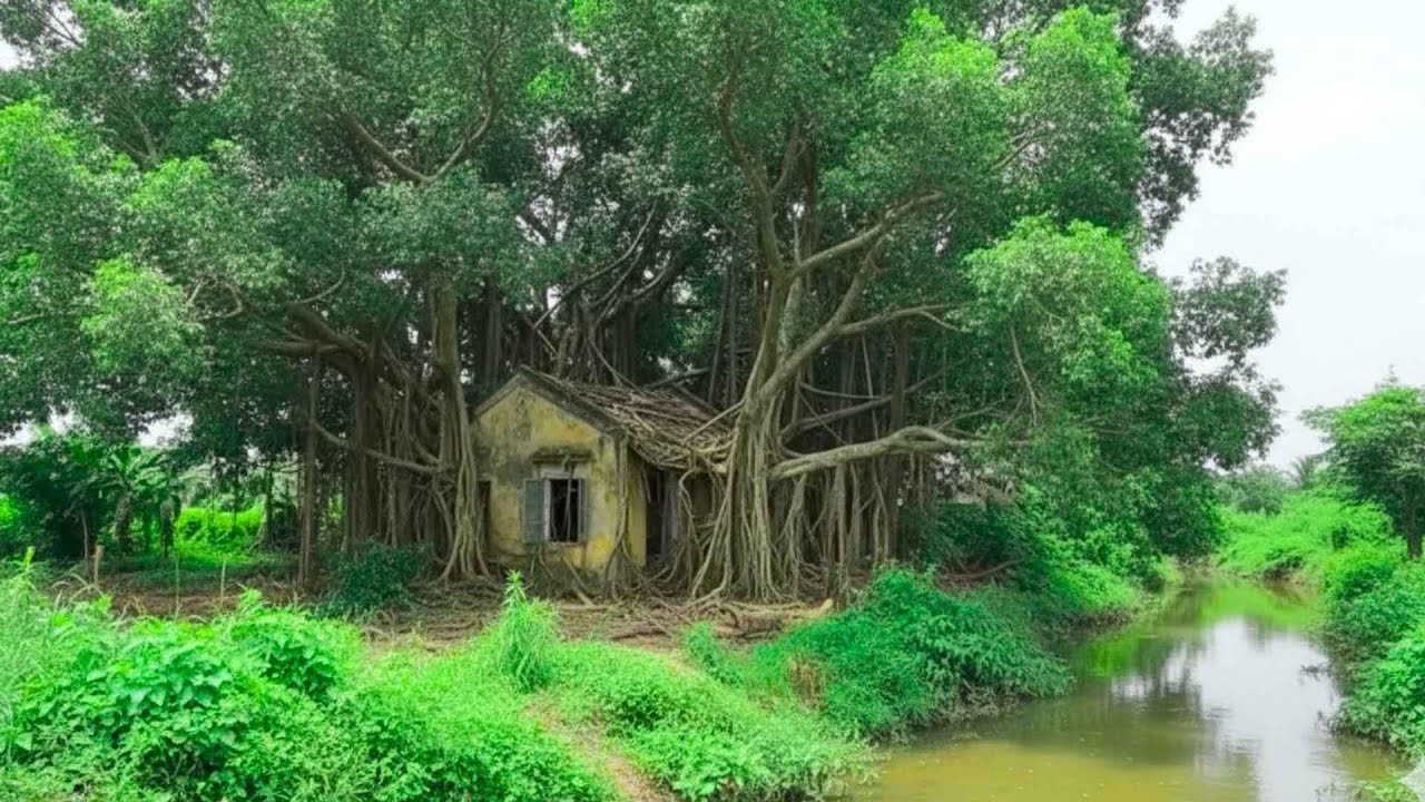 Shocking!!! The 65-year-old haunted banyan tree and the surprising journey to conquer it - cleanup