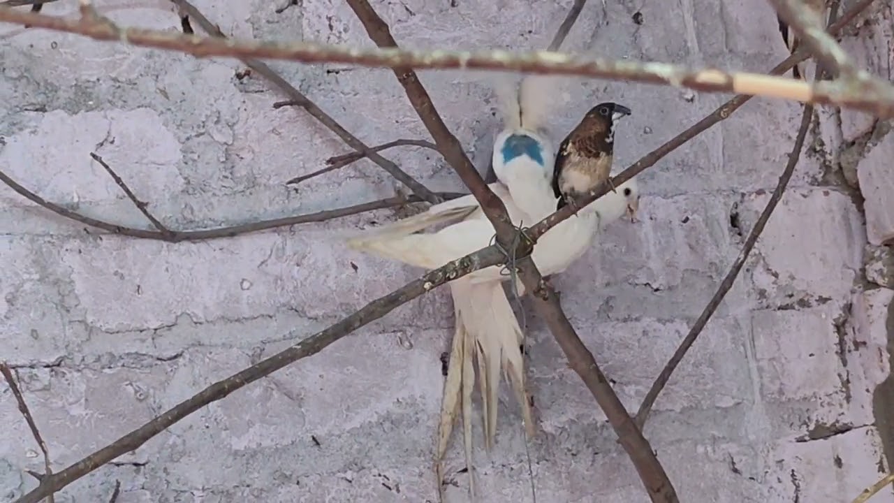 # budgies parrot cocktail finches
