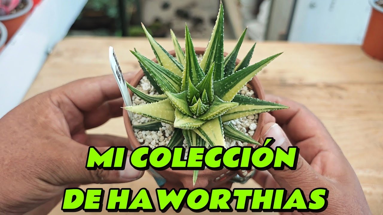 mi colección de haworthias  😊