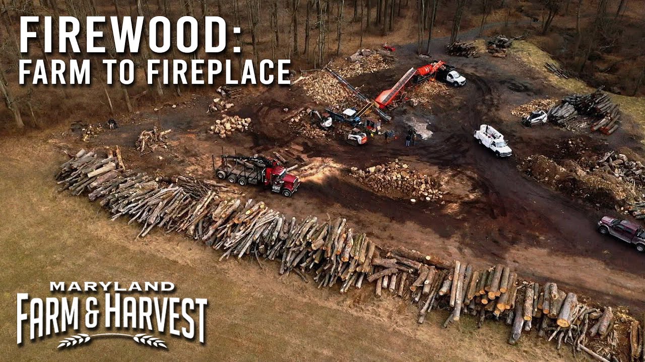 Одна ферма добивается невероятного успеха в производстве дров | Maryland Farm & Harvest