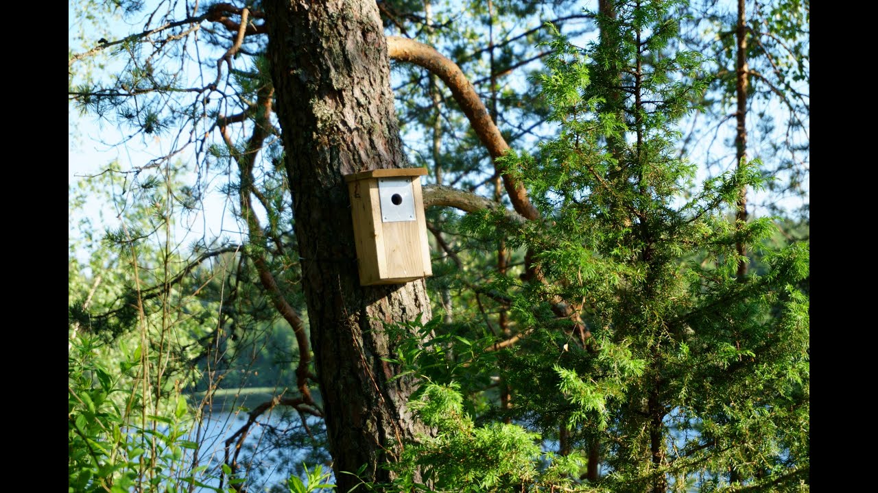 Relaxation Finland - European pied flycatcher visiting Birdhouse - Bird Box - Nest Box - Nesting Box