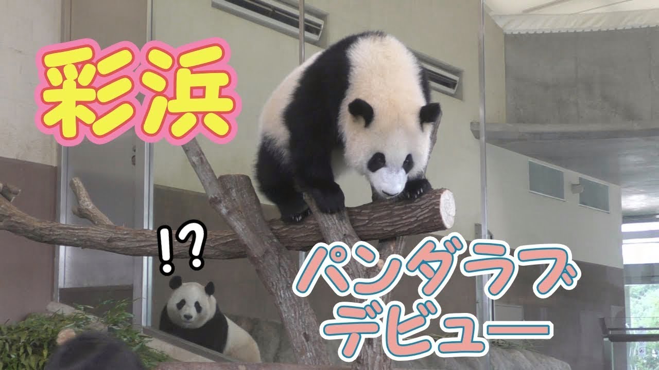 【パンダラブデビュー💖】🐼彩浜ひとり立ち🌈遊具をお試しプレイ✨【子パンダ】Giant Panda -Saihin -☆independent✨
