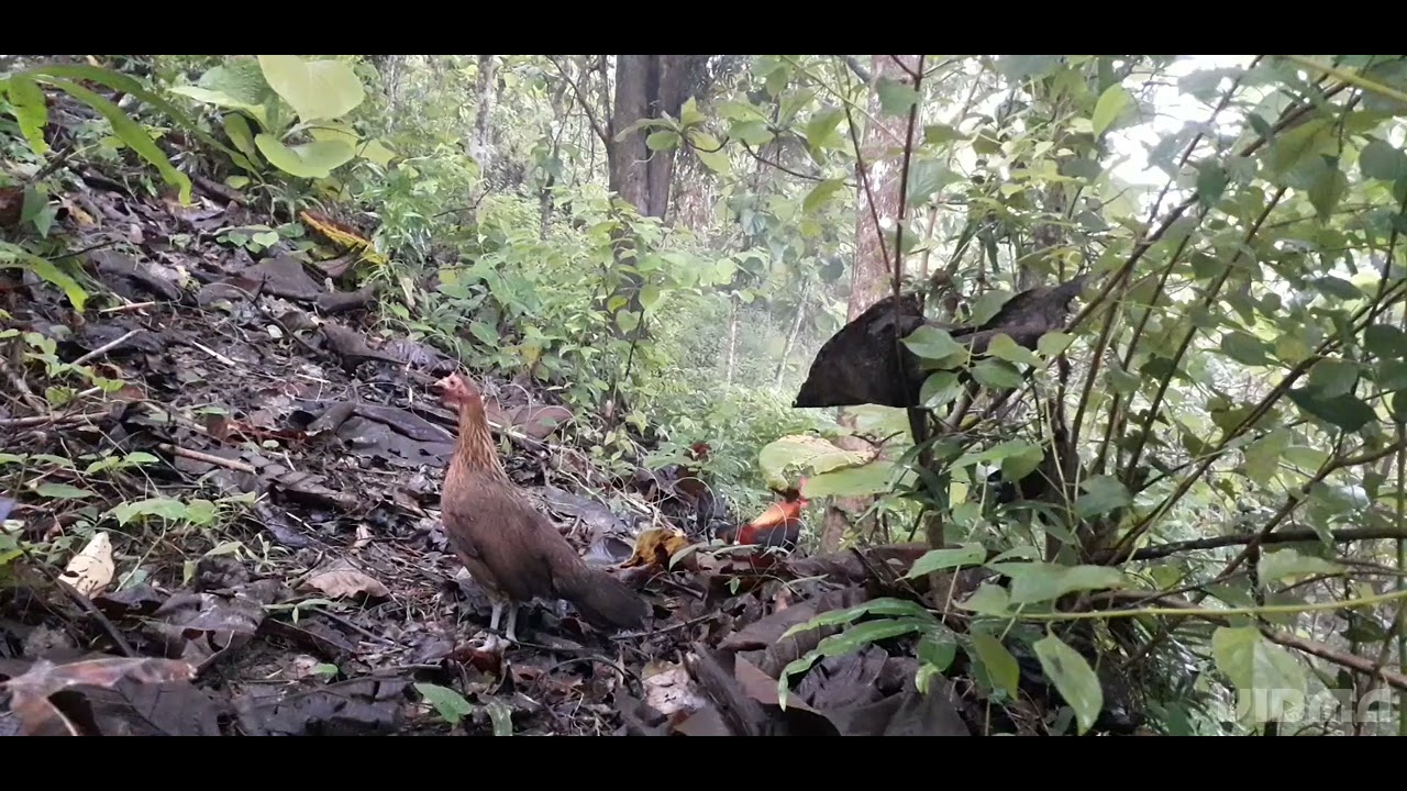 Ayam Hutan Pikat Betina# mikat ayam hutan