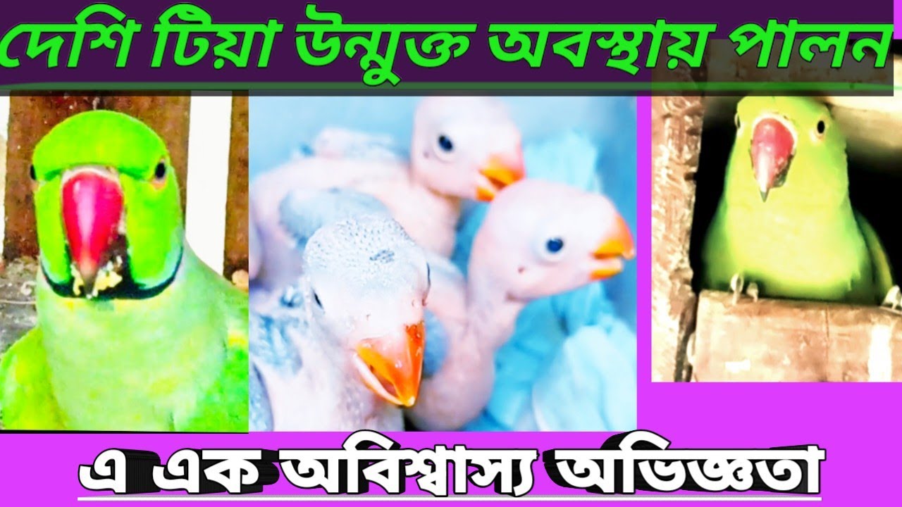 উন্মুক্ত অবস্থায় টিয়া পালন না দেখলেই মিস#youtube #birdslover #natural #birds