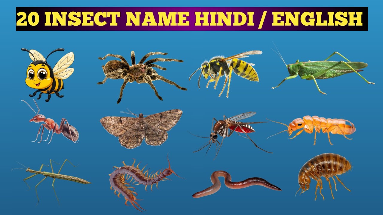 20 Insects Name in English & Hindi 🐞🦋 | Keede Makodon ke Naam | Aarav Aanvi Kids #aaravaanvikids 