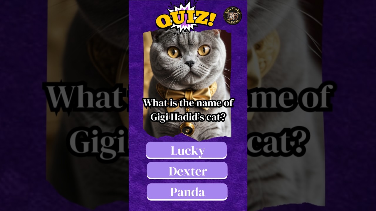 Gigi Hadid's Dexter | The Luxurious British Shorthair! | Celebrity Cat Quiz