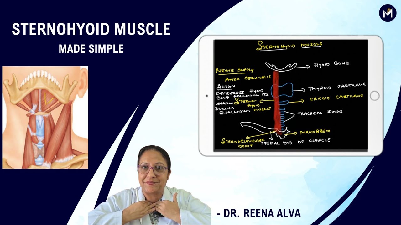 Sternohyoid muscle - Made simple