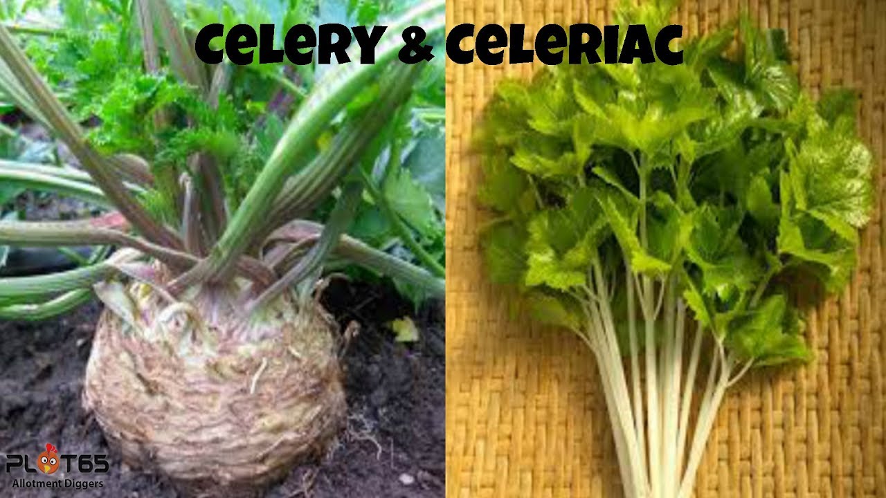 Monarch Celeriac and Self Blanching Celery