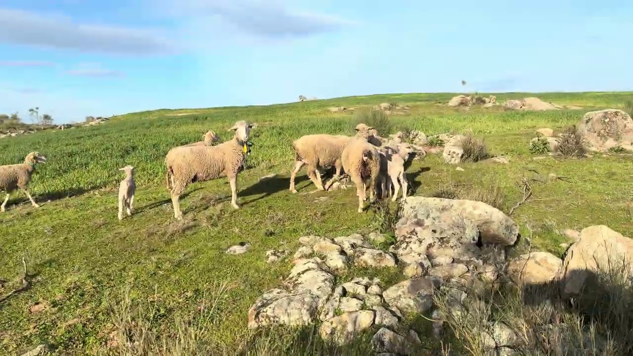 Simplemente enseñaros como están los pequeños🐑🐑🐑