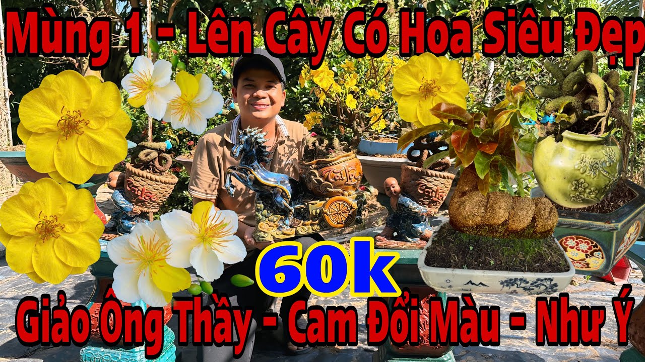 Mùng 1☎️0335659577☎️🌲Mai Vàng Giá Rẻ🌲Giảo Ông Thầy-Giảo Như Ý-Bình Lợi-Ngọc Toàn-Cam Đổi Màu...🌲