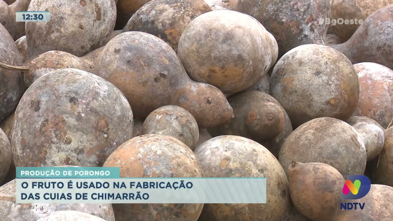 Produção de porongo: fruto é usado na fabricação das cuias de chimarrão