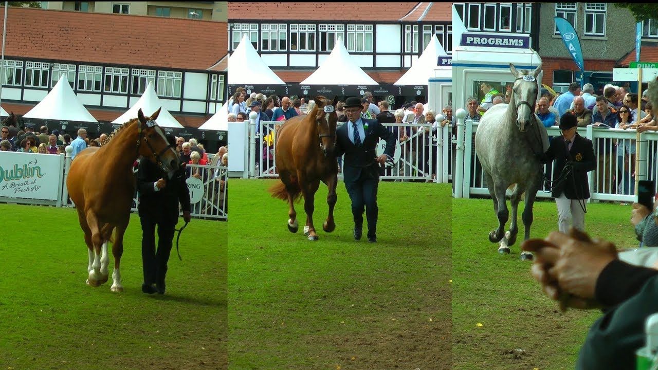 Dublin Horse Show RDS 3 & 4 Year Old RID Mare Class 2017