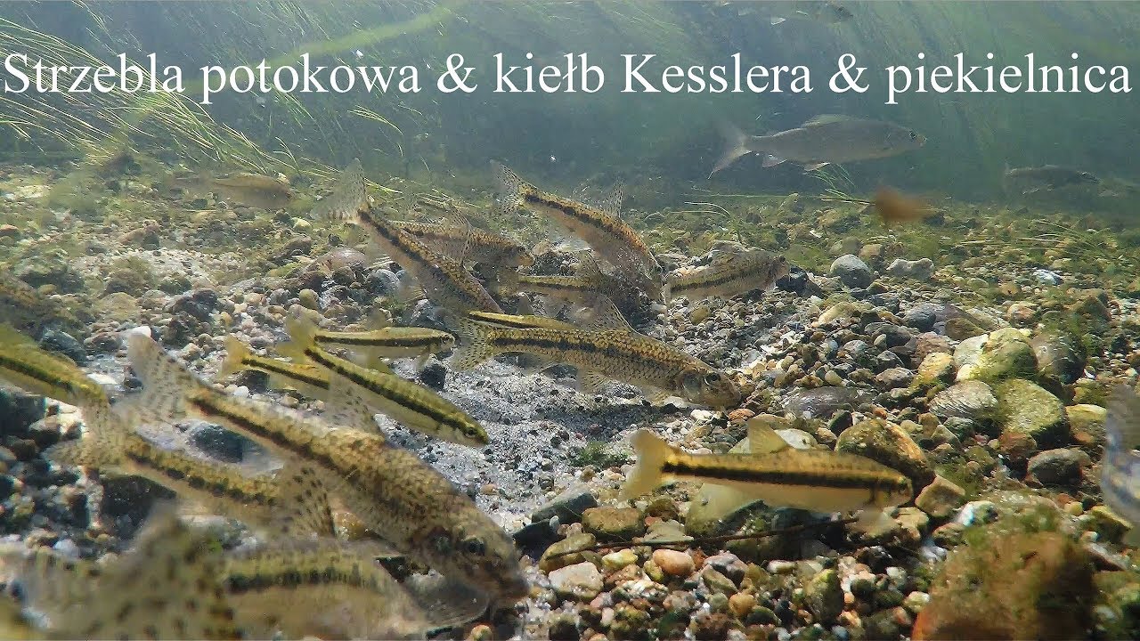 Strzebla potokowa & kiełb Kesslera & piekielnica. Eur. minnow & Kessler's gudgeon & riffle minnow