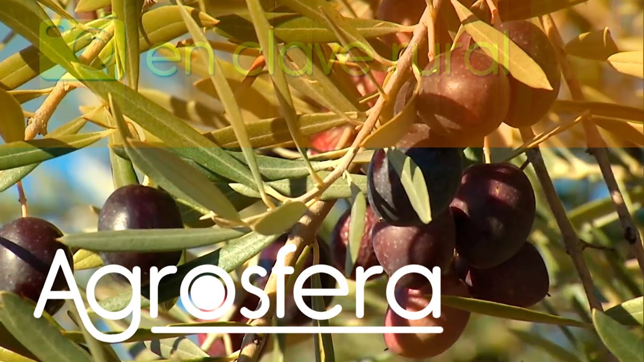 Turismo rural Valdeolivas / Cuenca - Agrosfera | La2
