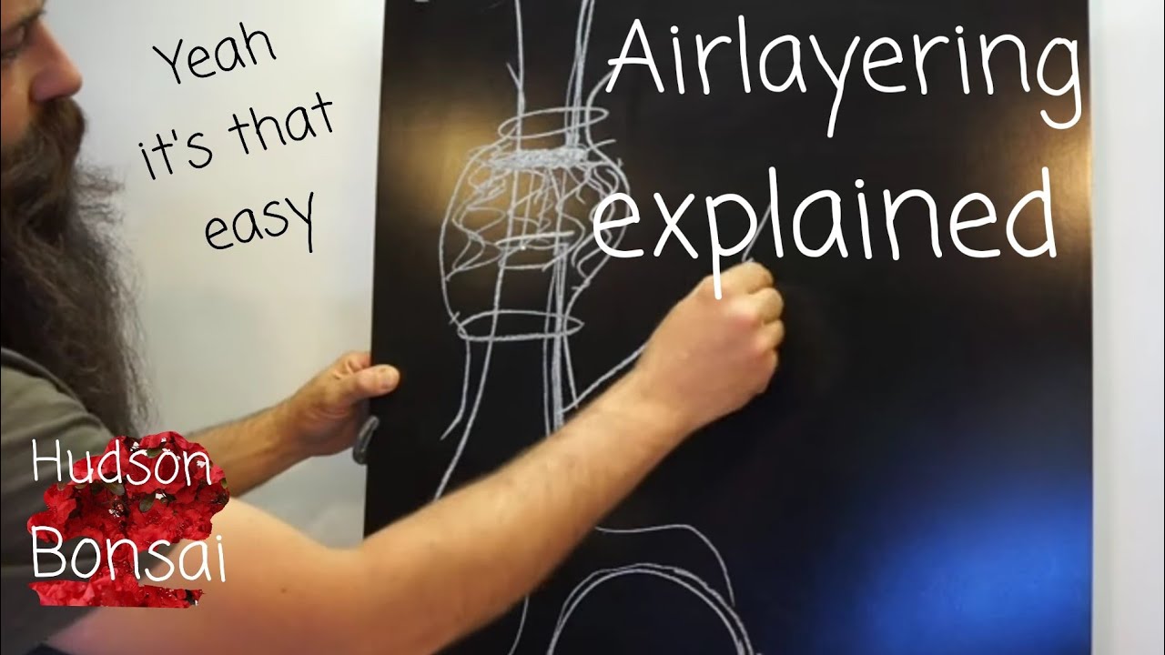 Propagation by air layering explained. Demonstrated on bonsai. Juniper Japanese maple.