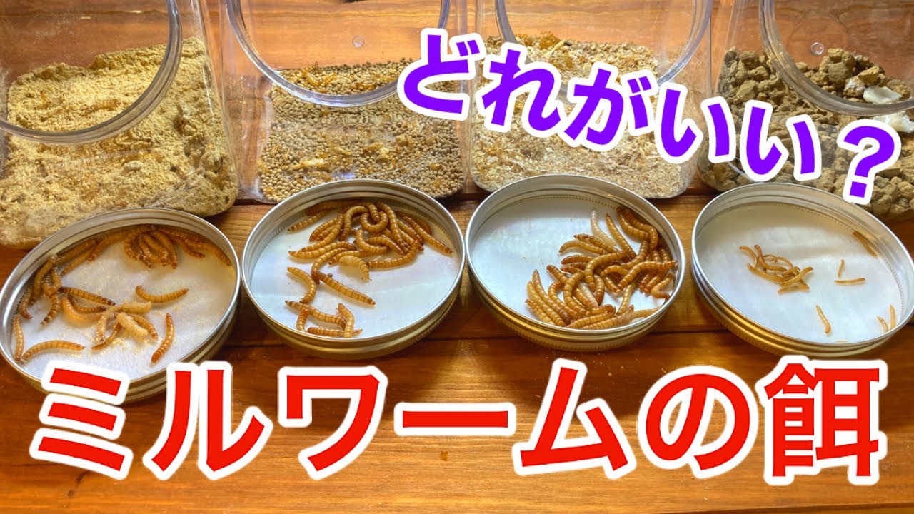 ミルワームが爆速で成長する餌を検証してみました【大人の自由研究】
