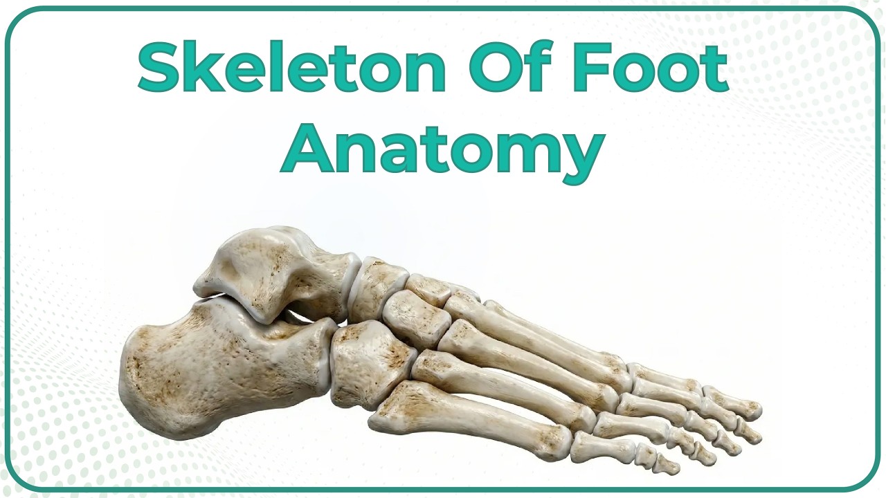 Skeleton of foot Anatomy (Animation): USMLE STEP 1: Dr G Bhanu Prakash