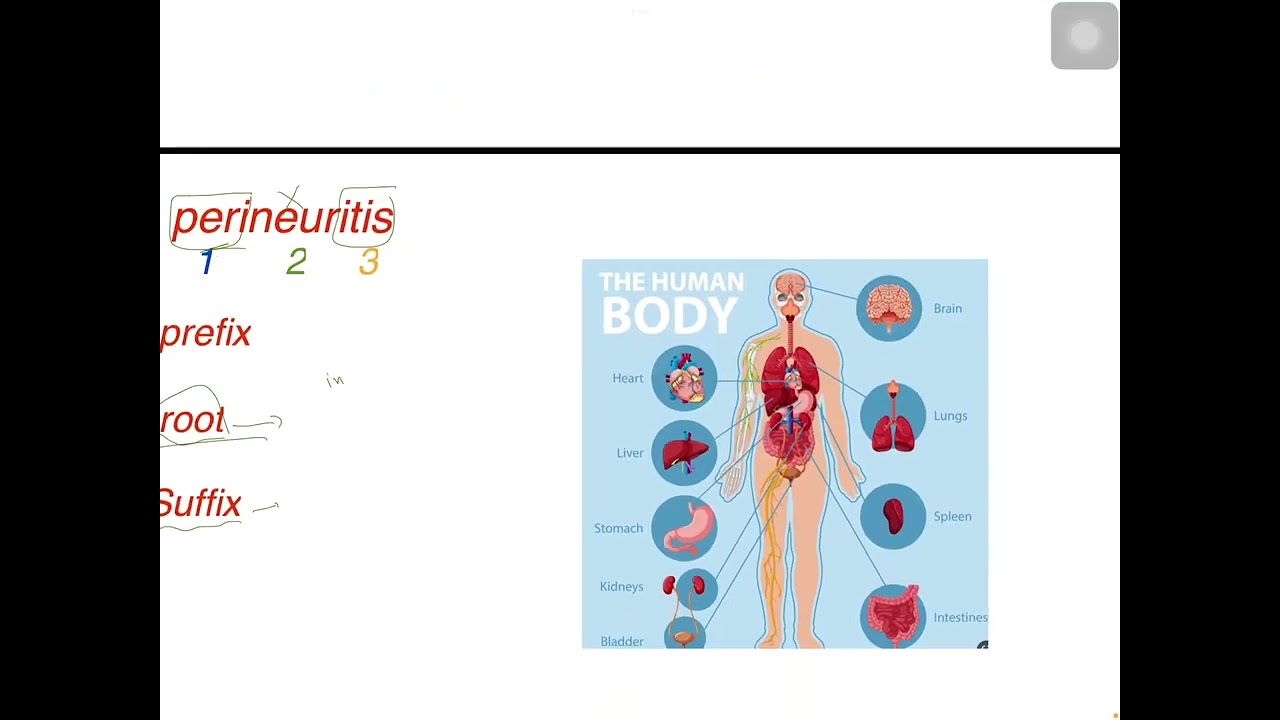 L1 Medical terminology P1 طب العميد مرحلة اولى