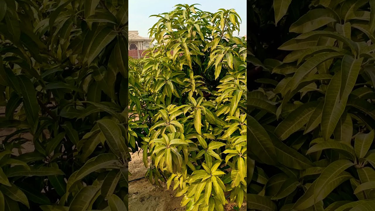 مزرعة مانجو نموذجية عمر 4 سنوات صنف الياسمينا من تآسيسي منذ البداية ⁦🇪🇬⁩👌😍