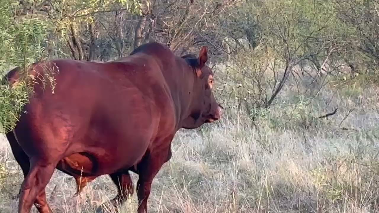 6 year old Red Mashona Bull Tag # No Tag OGGrazers 24 09 18