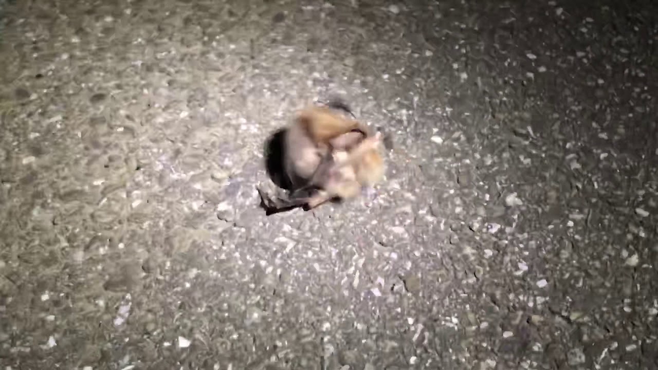 Rare Video of Bats Fighting & Screaming