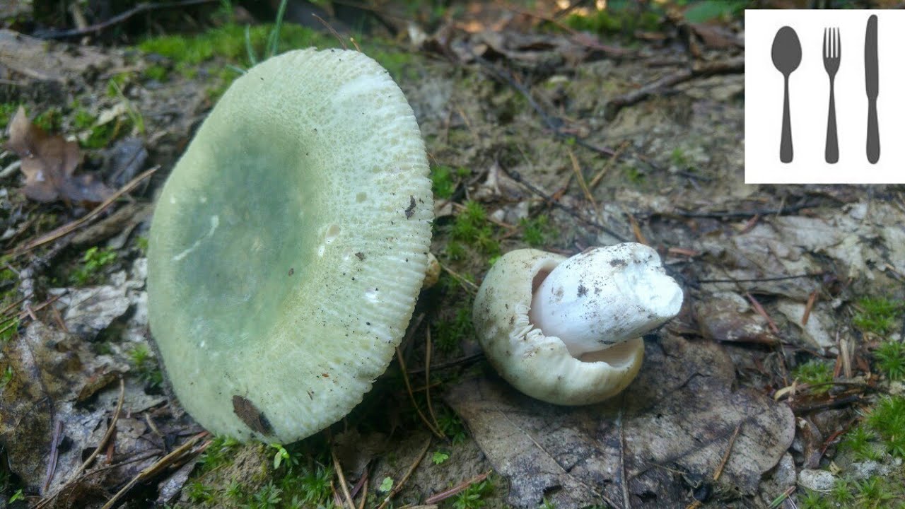 Gołąbek zielonawy (Russula virescens) Sowina