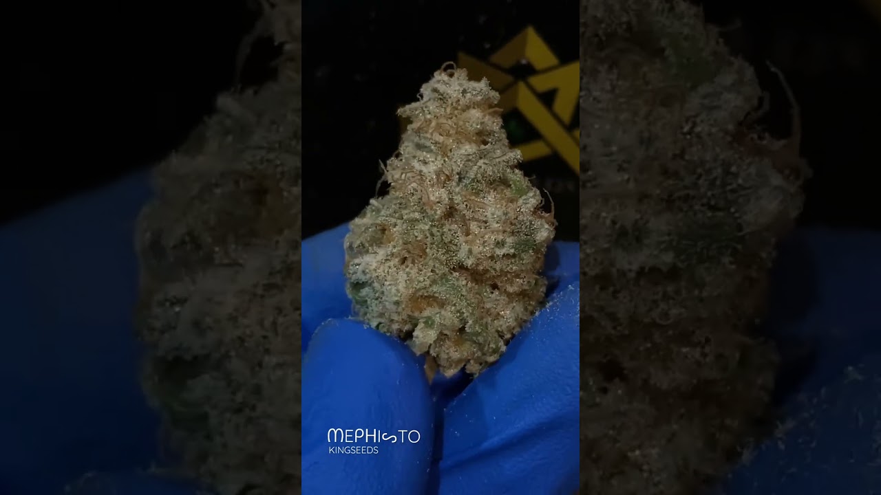 Mephisto - by Kingseeds