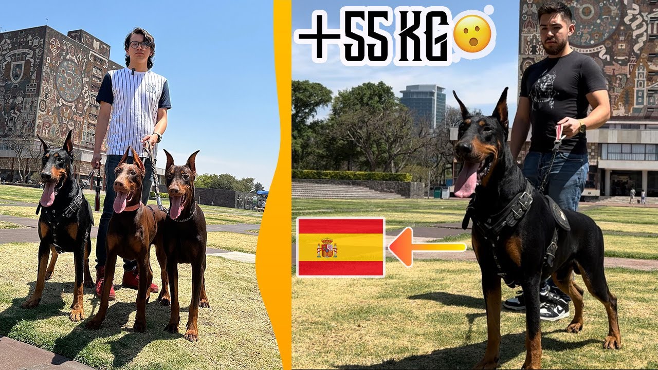 DOBERMAN importado de ESPAÑA  / 100% EUROPEO y más...