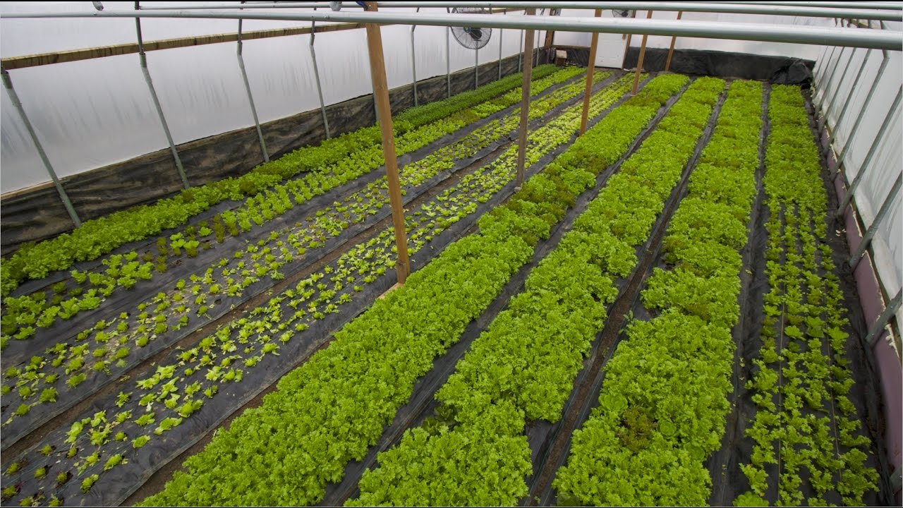From Frost To Fresh: First Lessons From My Winter Greenhouse!